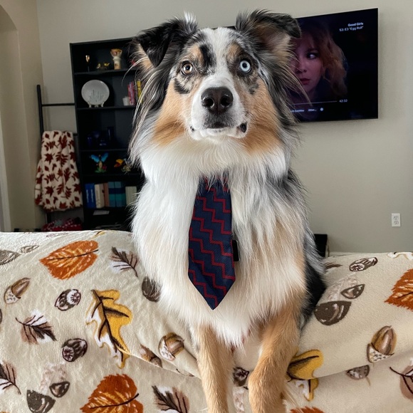 Meet your Posher, Sharry - Picture 2 of 2